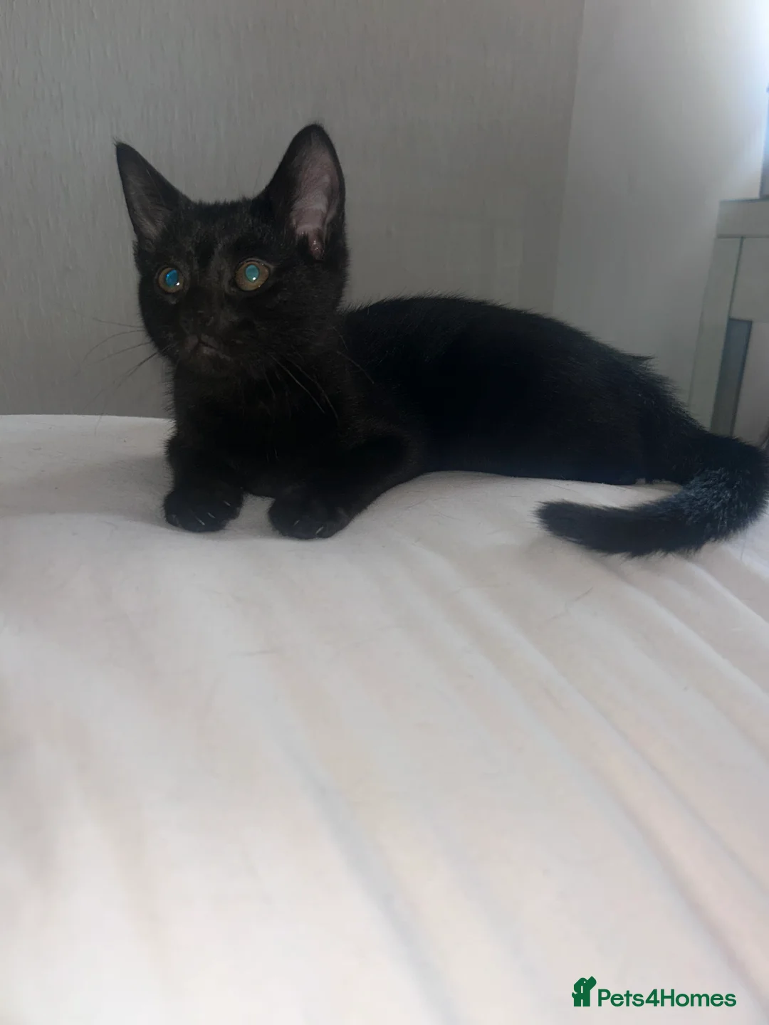 Mixed Breed cats for sale: Last male kitten  - Advert 2