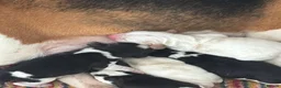 Beagle dogs for sale: ** Full pedigree beautiful beagles ** - Advert 24