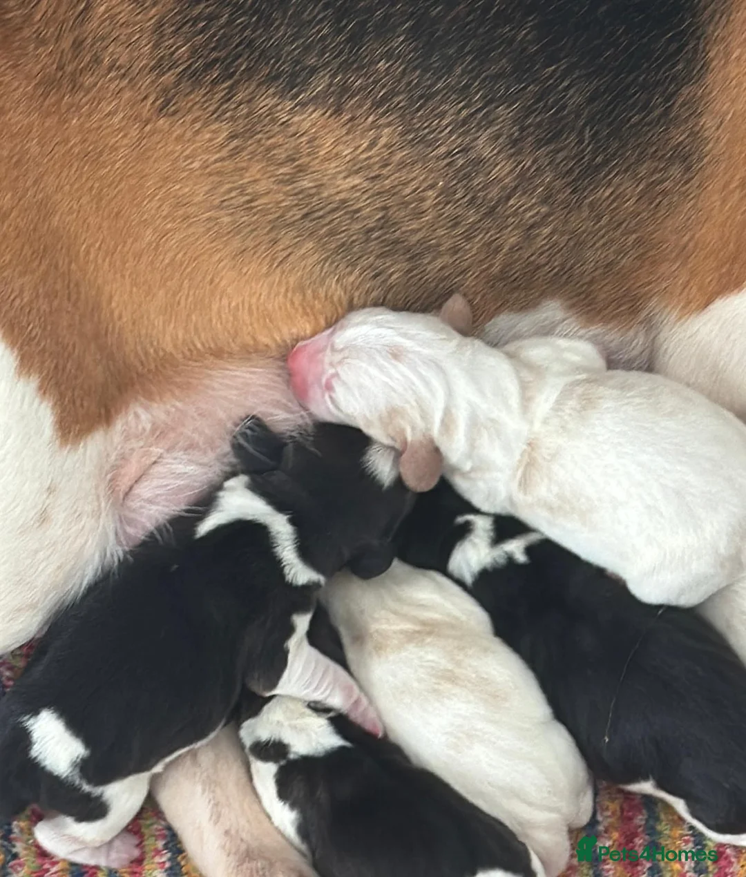 Beagle dogs for sale: ** Full pedigree beautiful beagles ** - Advert 24