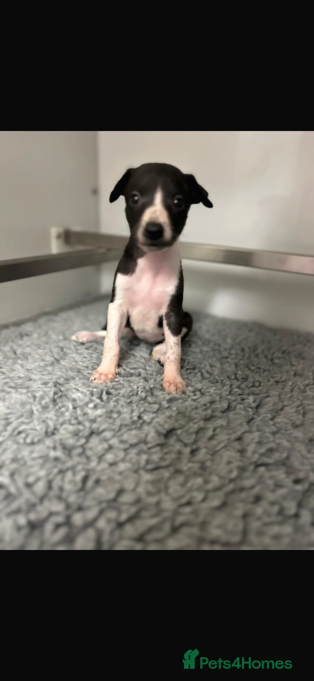 Whippet dogs for sale: KC REGISTERED WHIPPETS  in Liverpool - Advert 24