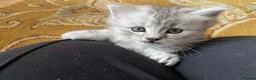 Siberian cats for sale: Siberian x Siberian Neva Masquerade Kittens - Advert 12