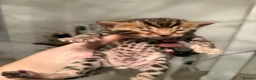 Bengal cats for sale: Outstanding Little Leopards 🐆  - Advert 14