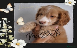 Cockapoo dogs for sale: 5*licenced, stunning F1 English Cockapoo puppies - Image 31