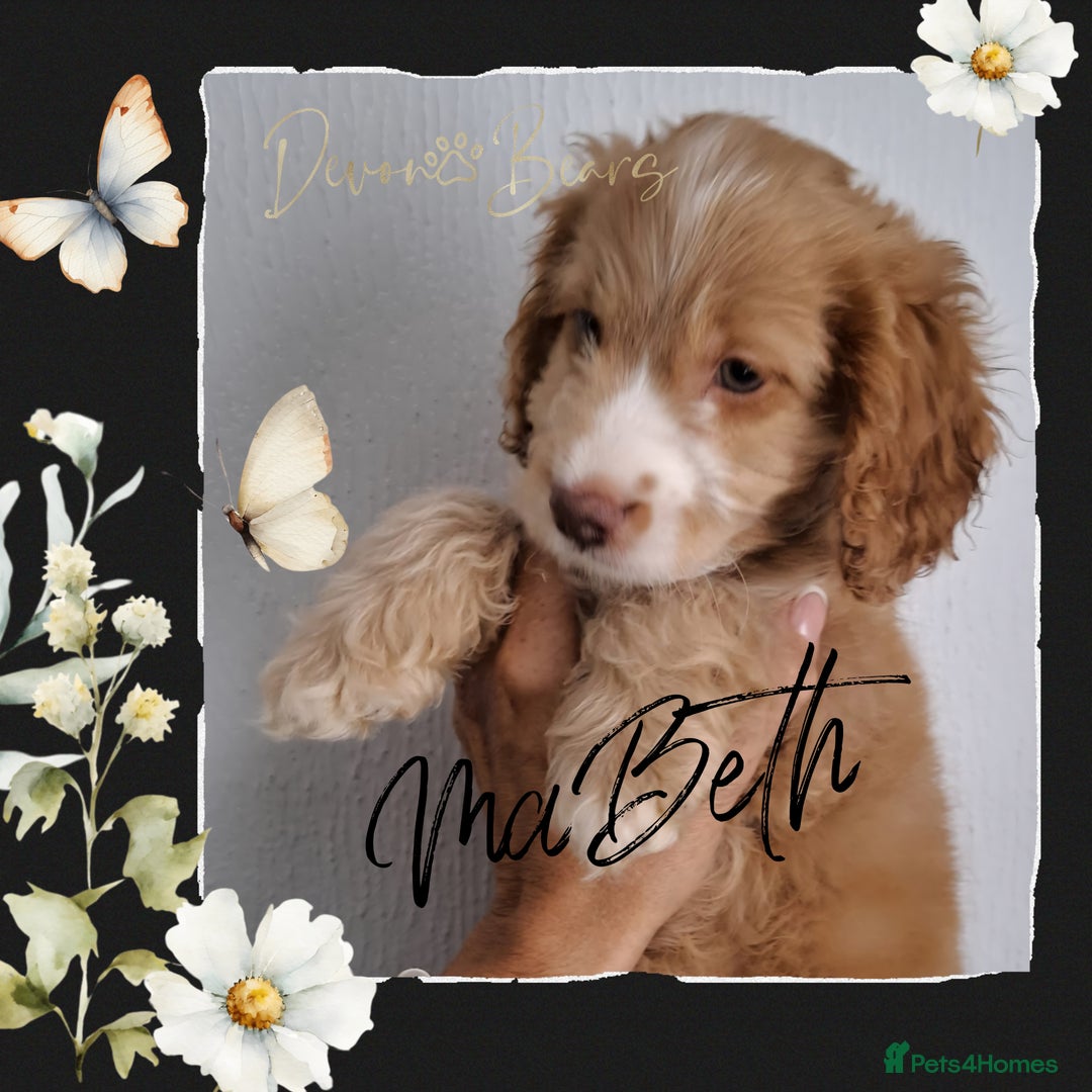 Cockapoo dogs for sale: 5*licenced, stunning F1 English Cockapoo puppies - Image 31