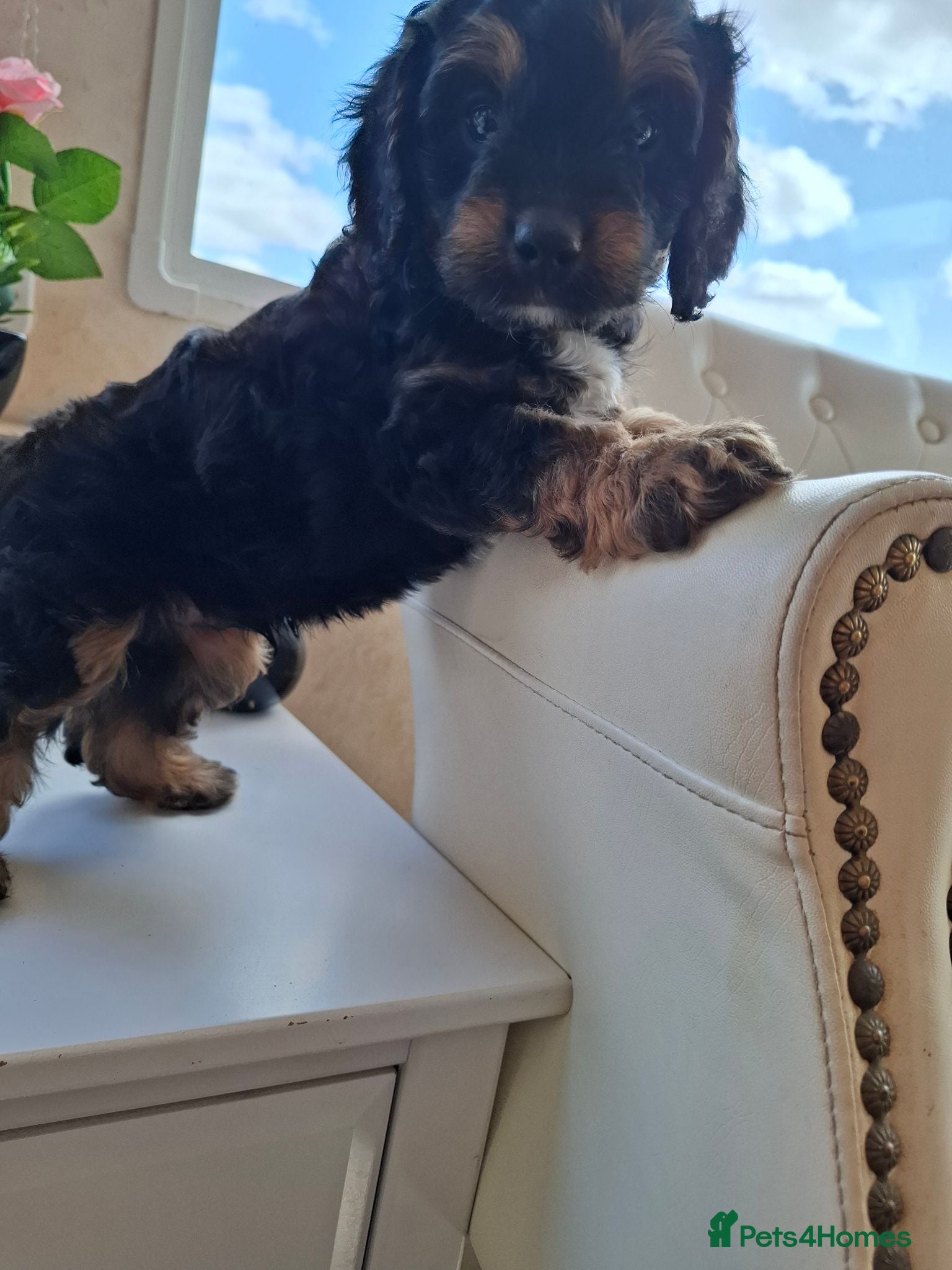 Cavapoo dogs 2 LEFT!! 4 Weeks free insurance  - Advert 2