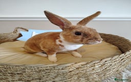 Rex rabbits for sale: Lovely Rex rabbit babies  - Image 24