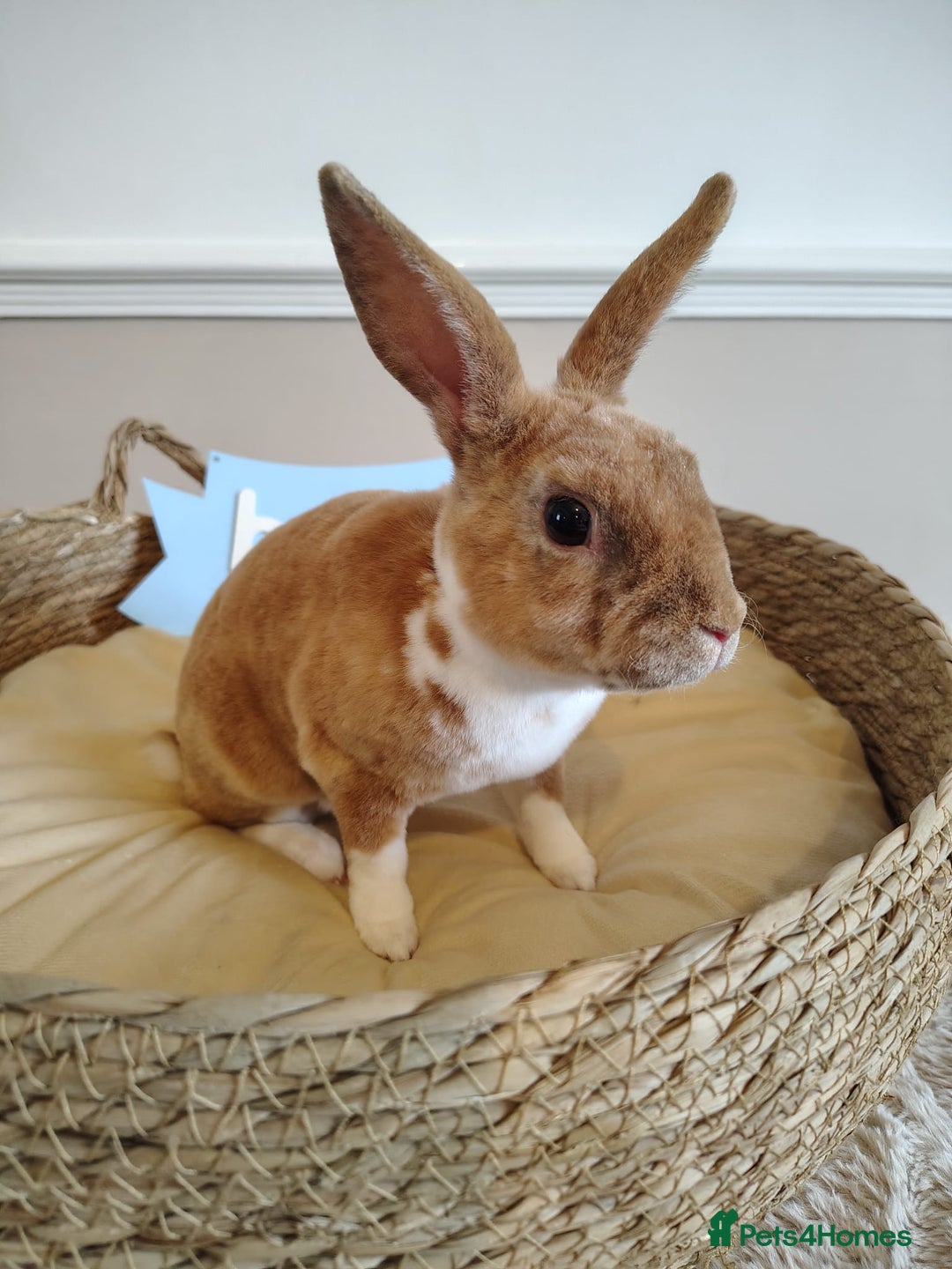 Rex rabbits for sale: Lovely Rex rabbit babies  - Image 24