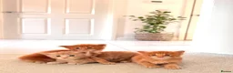 Maine Coon cats for sale: GCCF/ TICA Maine Coon Classic Taby kittens - Advert 22