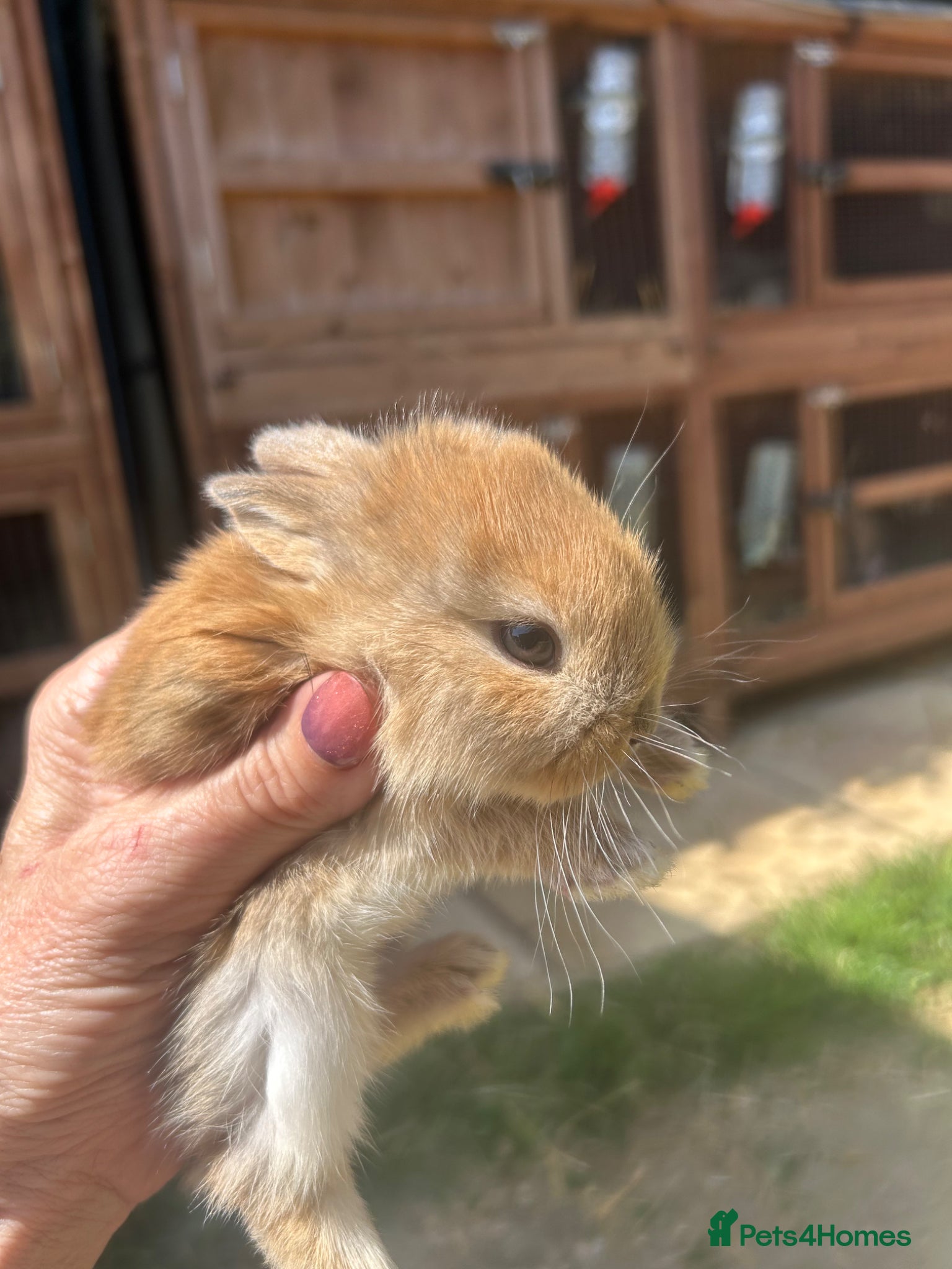 Mini Lop rabbits for sale: Stunning pure mini lop & Mini Rex X ML   - Advert 11