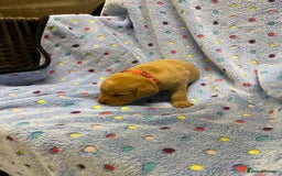 Labrador Retriever dogs for sale: Stunning Litter from working parents KC reg - Image 10