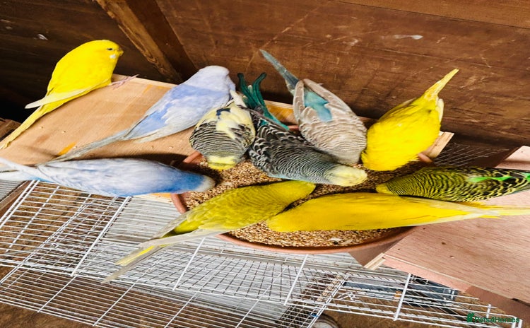 Parakeets birds - Advert 1