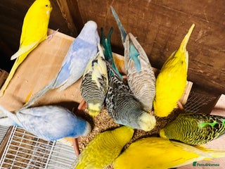 Parakeets birds - Advert 3