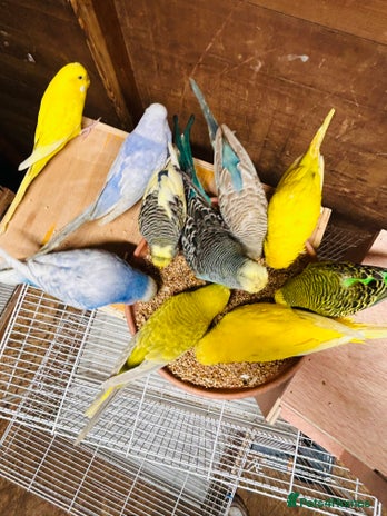 Parakeets birds - Advert 1