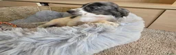 Cocker Spaniel dogs for sale: Working Type Cocker Spaniels - Advert 17