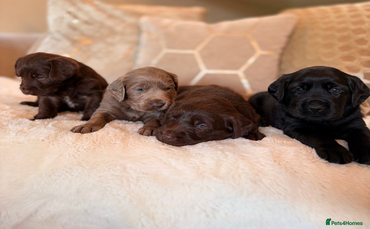 Labradoodle dogs - Advert 3