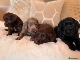 Labradoodle dogs - Advert 2