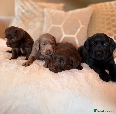 Labradoodle dogs - Advert 3