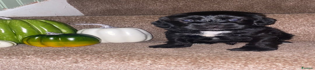 Cockapoo Puppy 2