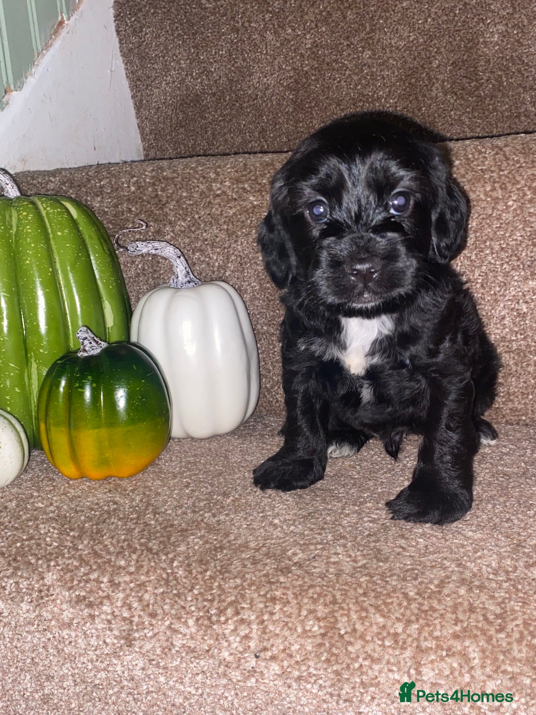 Cockapoo dogs for sale: F1 cockerpoos  - Image 2