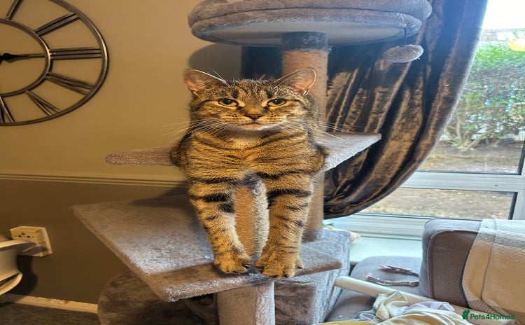 Domestic Shorthair cats - Advert 1