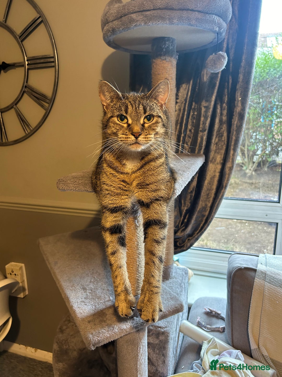Domestic Shorthair cats for sale: Cat needing rehoming - Image 1