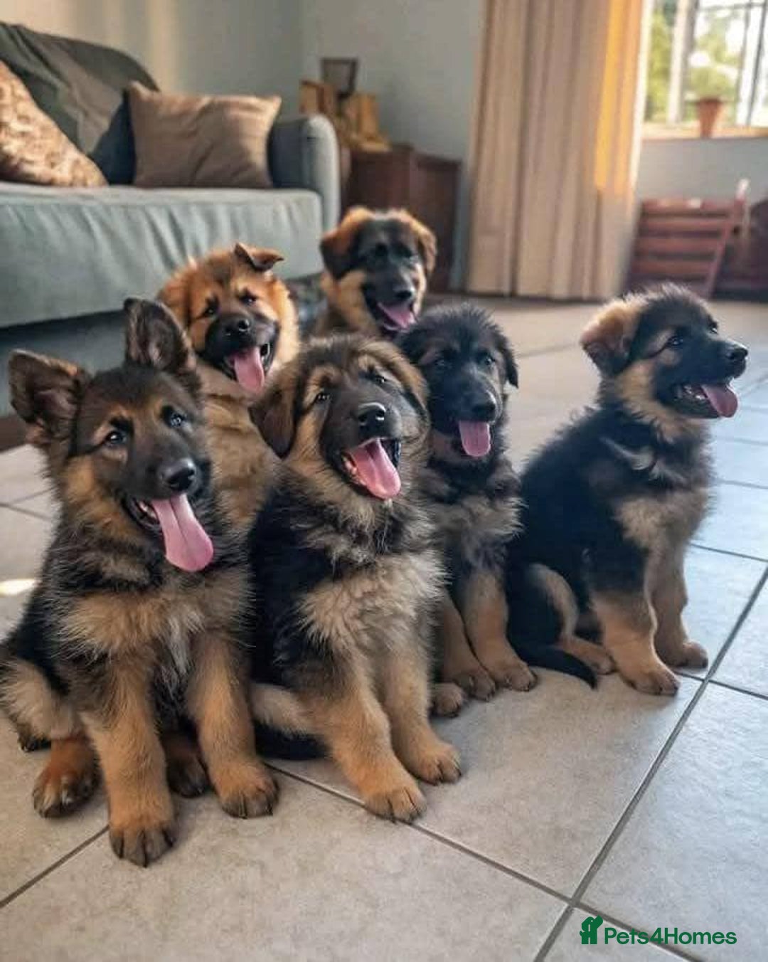 German Shepherd dogs for sale: 🐾❤️ Our German Shepherd Puppies for Sale 🐶✨ - Image 4
