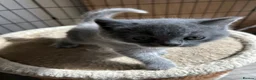 Mixed Breed cats for sale: Half lilac BSH kittens  - Advert 6