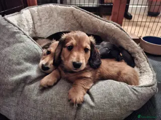 Miniature Dachshund dogs Long haired miniature dachshund puppies - Advert 8