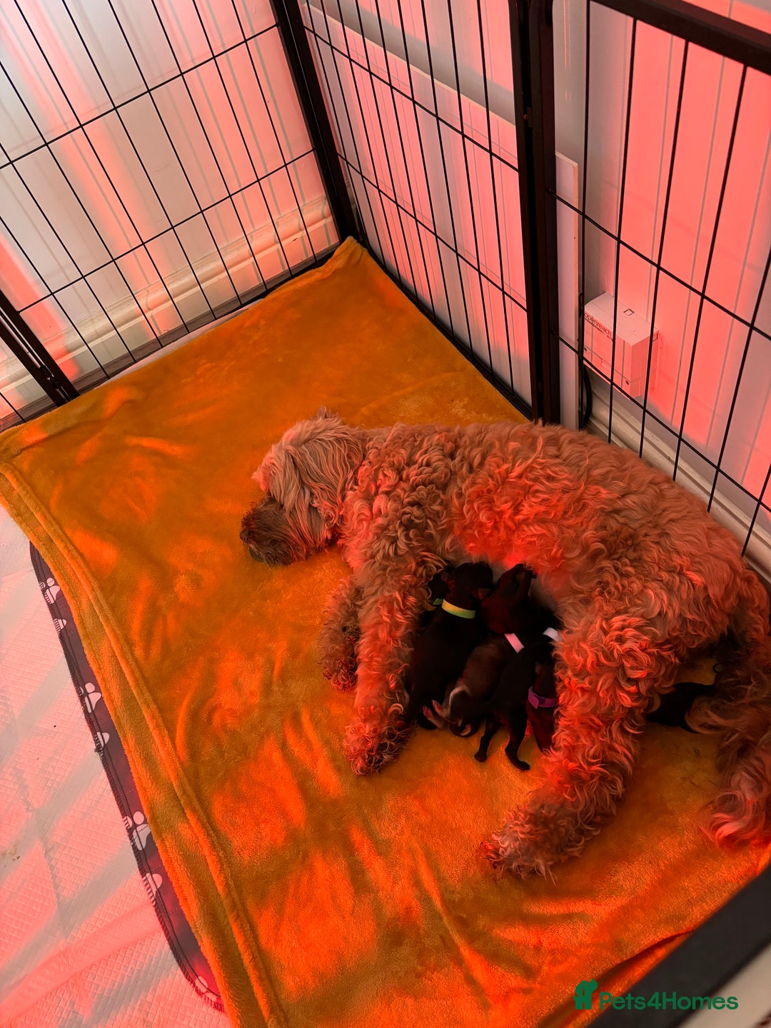 Cockapoo dogs for sale: F2B cockapoo puppies  - Image 5