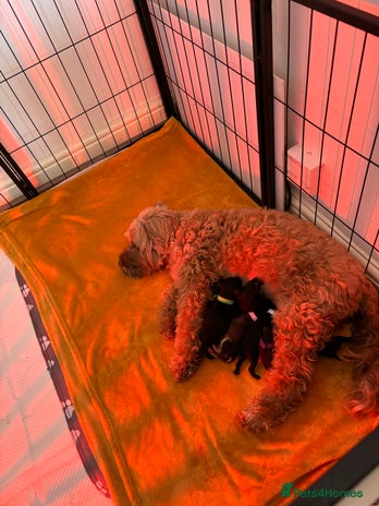 Cockapoo dogs - Advert 6