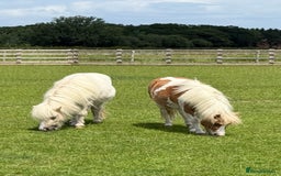 Shetland pony horses for sale: Standard and miniature Shetland for sale  - Image 1