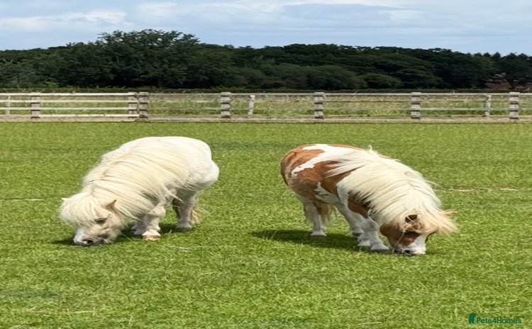 Shetland pony horses - Advert 1