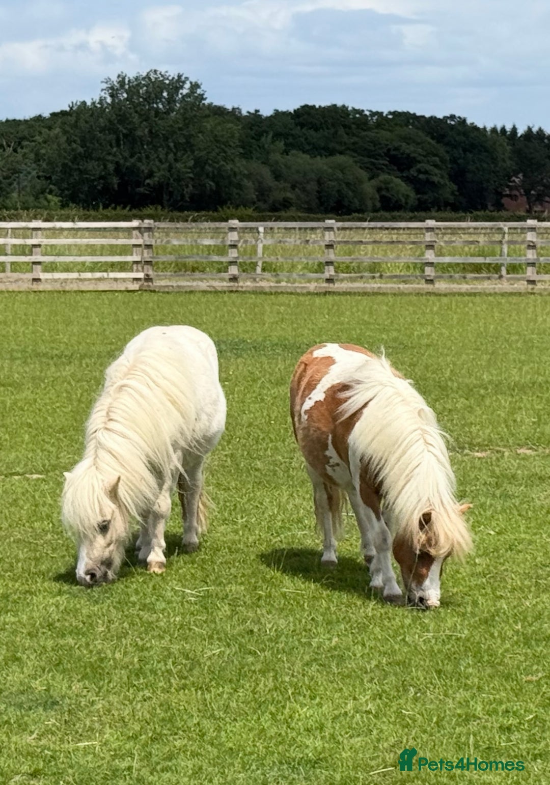 Shetland pony horses for sale: Standard and miniature Shetland for sale  - Image 1