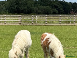 Shetland pony horses - Advert 10