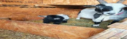 Goats livestock for sale: Pygmy goats kids - Advert 9