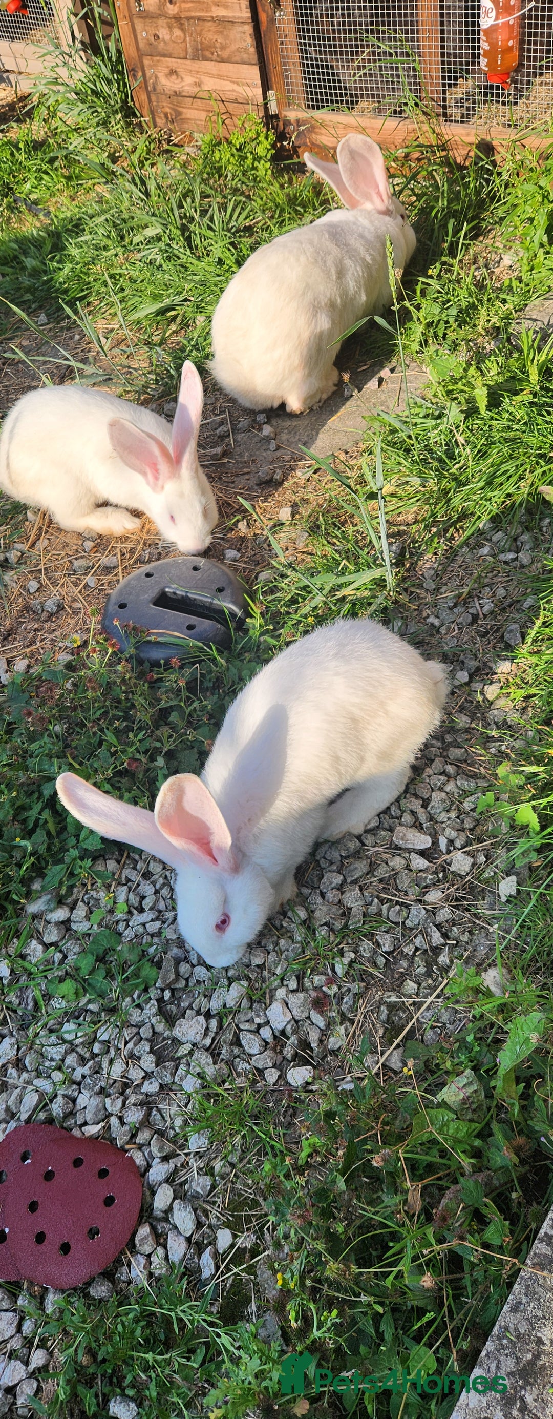 New Zealand rabbits for sale: New Zealand white rabbits For Sale  - Image 7