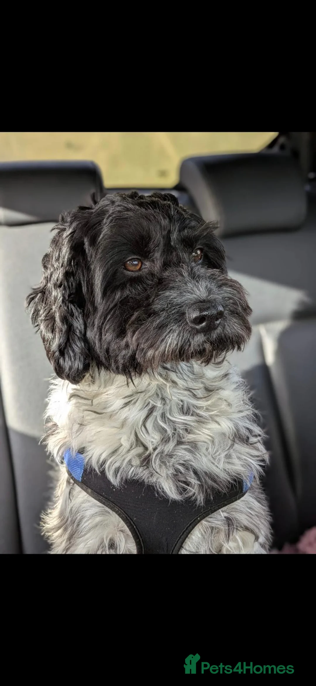 Cockapoo dogs for sale: F1 cockapoos licensed breeder - Advert 2