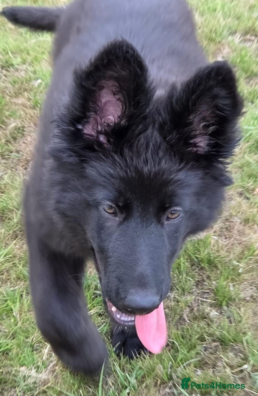 German Shepherd dogs for sale: Dark German Shepherd Females - Image 15
