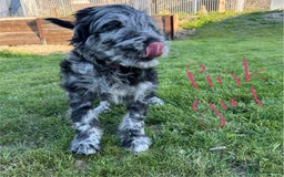 Goldendoodle dogs for sale:  F1b golden doodle puppies ready to go.  in Llandeilo - Image 5
