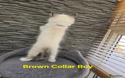 Ragdoll cats for sale: Beautiful ragdoll kittens - Image 10