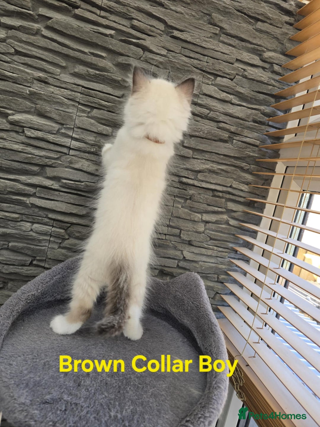 Ragdoll cats for sale: Beautiful ragdoll kittens - Image 10
