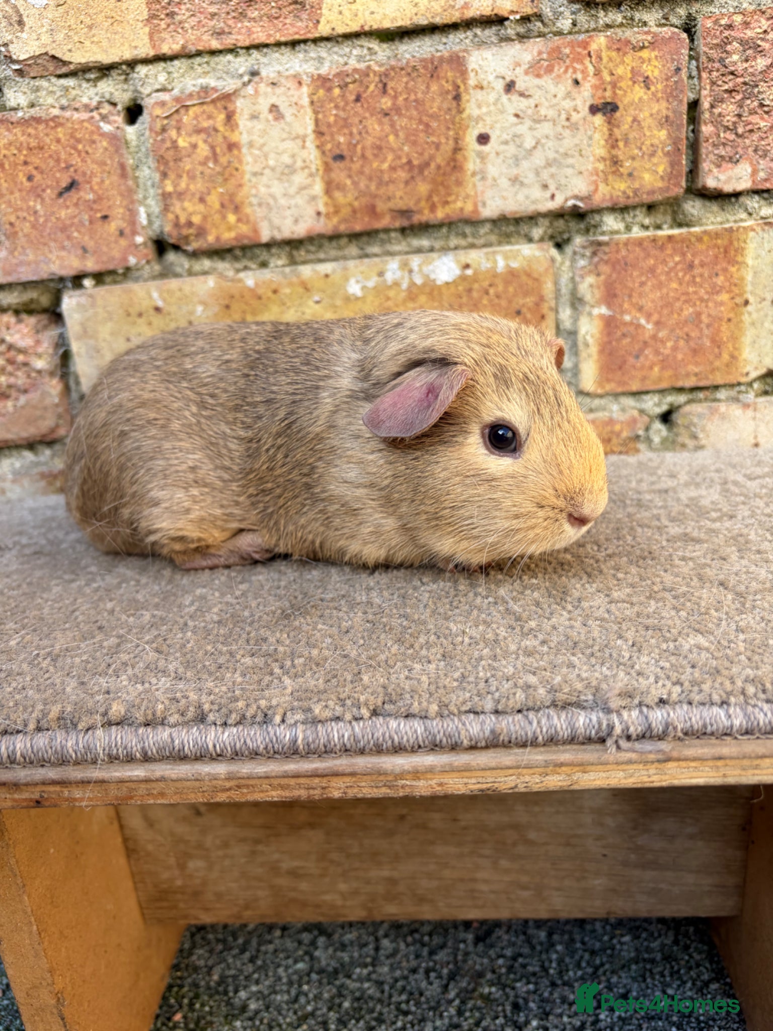 Guinea Pig rodents Young male guinea pigs ready now - Advert 1