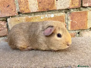 Guinea Pig rodents Young male guinea pigs ready now - Advert 1