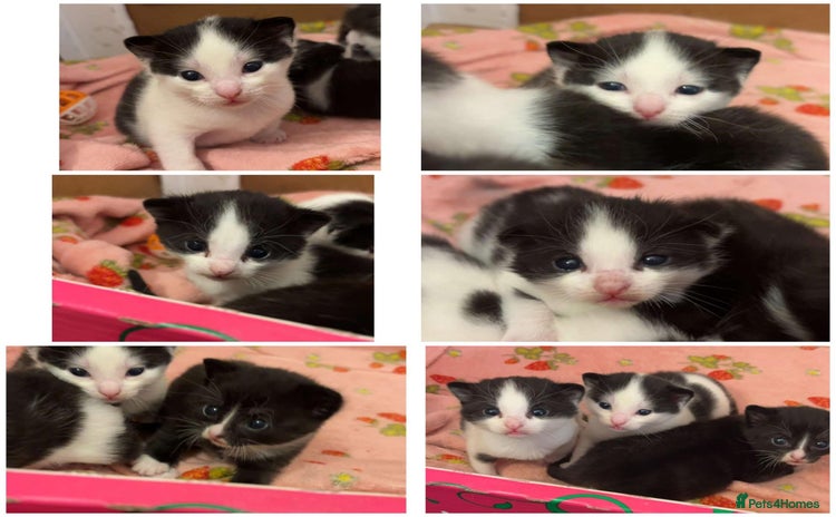 Domestic Shorthair cats - Advert 1