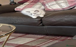 Ragdoll cats for sale: Pure Bred Ragdoll Kittens Available - Image 5