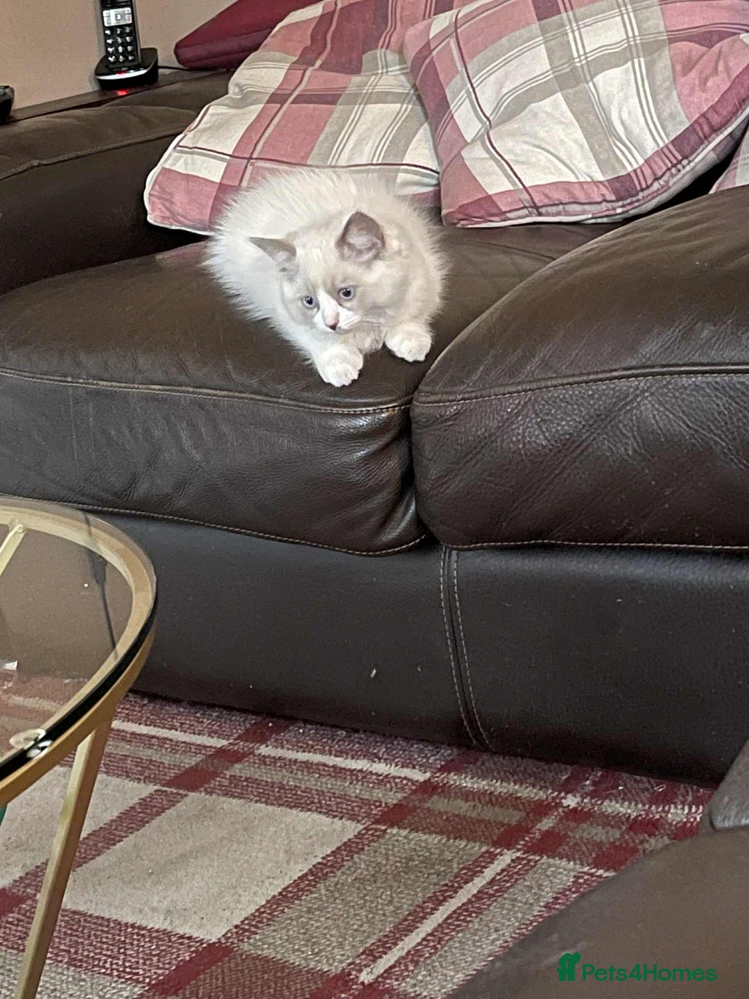Ragdoll cats for sale: Pure Bred Ragdoll Kittens Available - Image 5