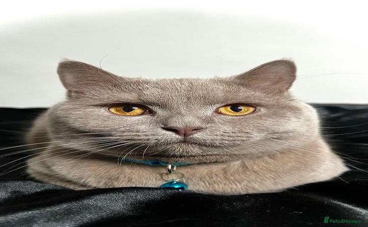 British Shorthair cats for sale - Advert 1