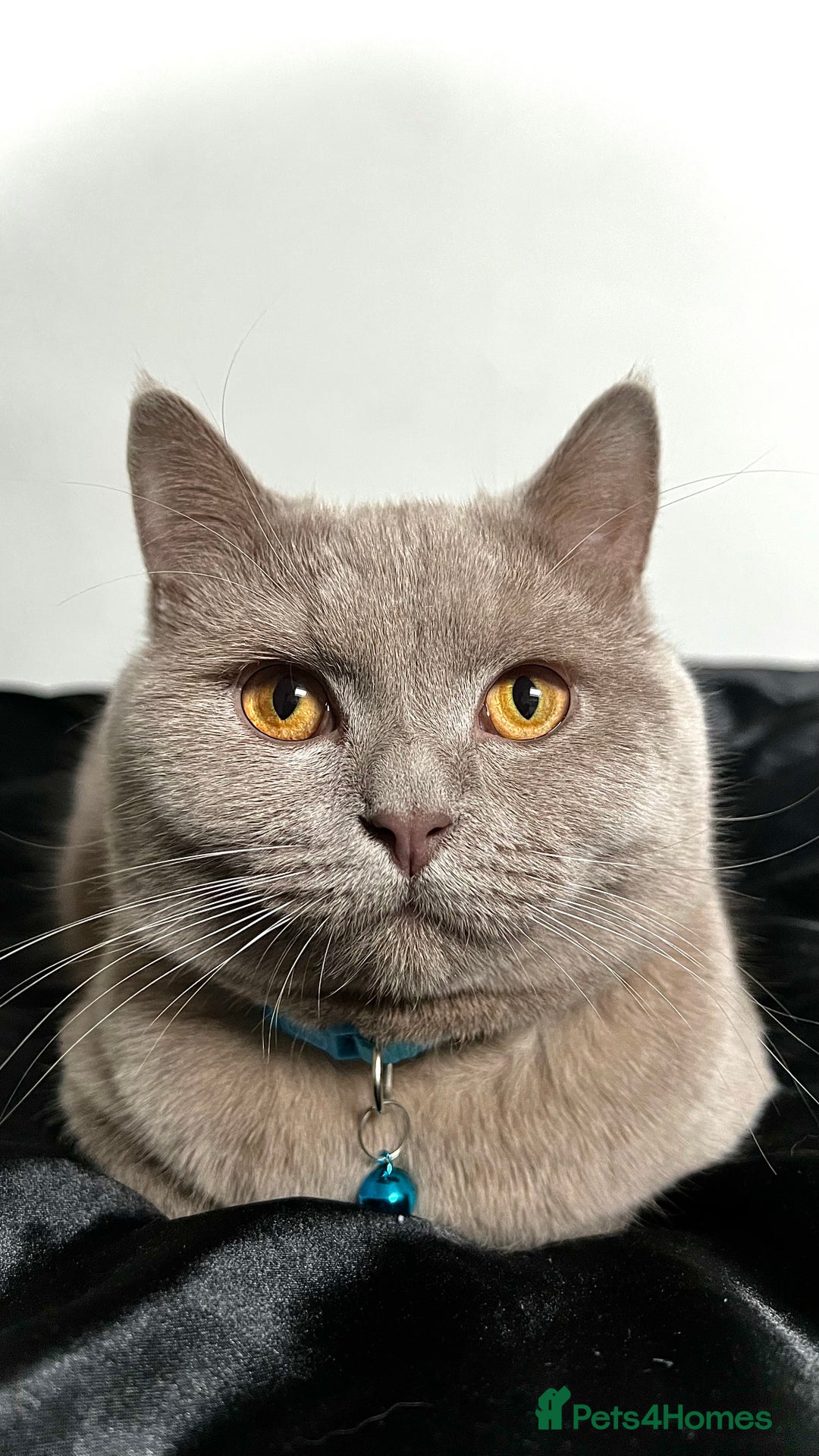 British Shorthair cats for sale: British Shorthair Lilac Cat 3yr Old - Image 1