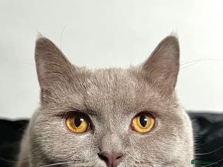 British Shorthair cats British Shorthair Lilac Cat 3yr Old - Advert 6