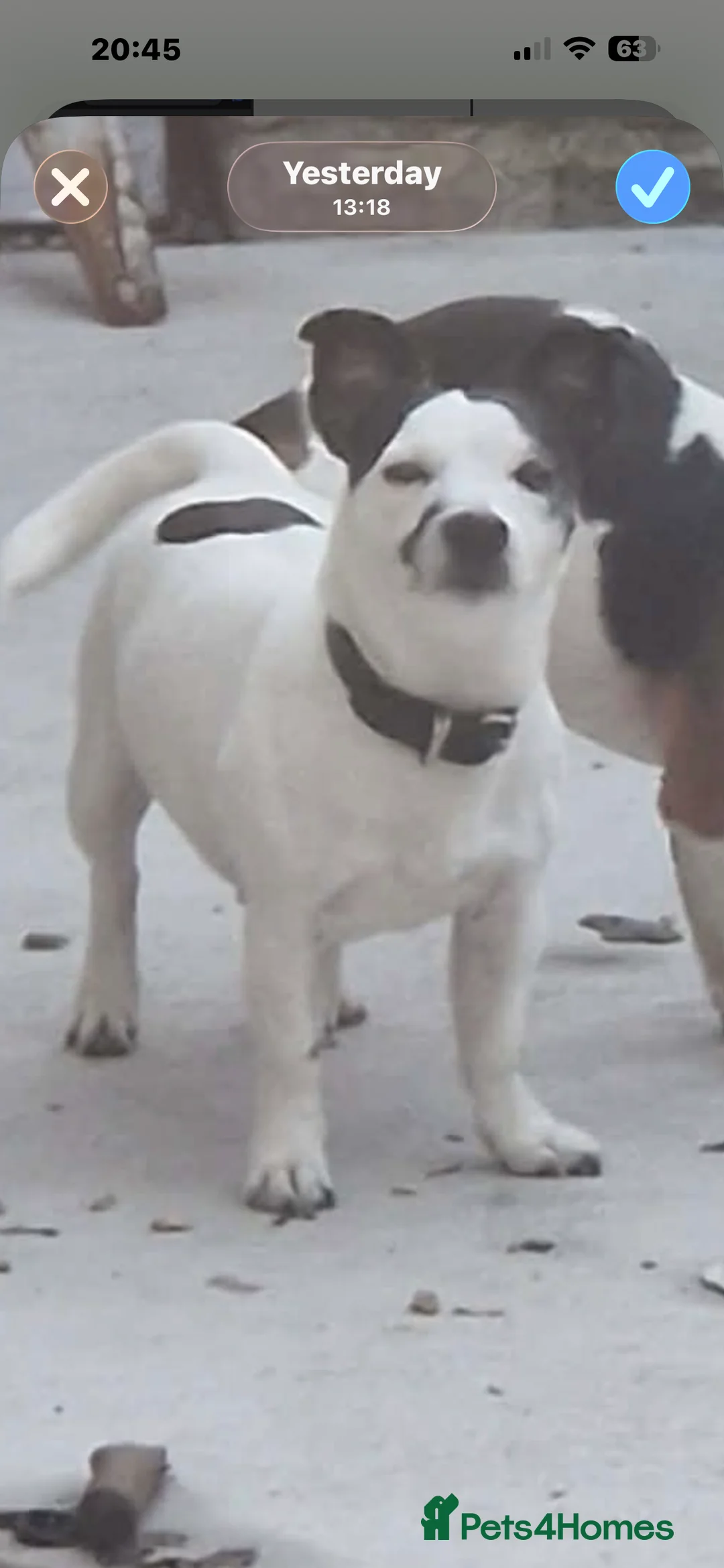 Jack Russell dogs for sale: Beautiful short legged Jack Russell puppy’s  in Doncaster - Advert 5